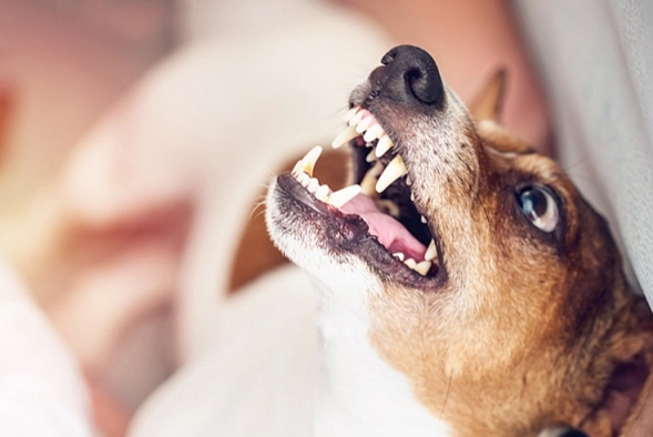 被狗咬破傷風風險