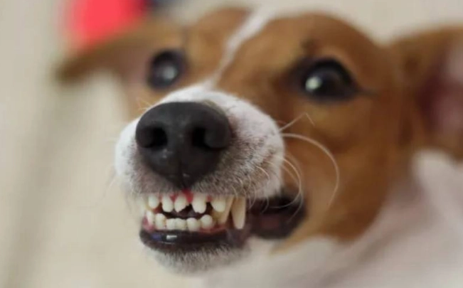 狗咬傷處理步驟