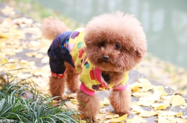 貴賓犬體重管理