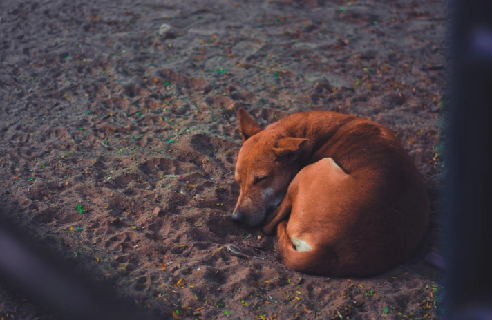 狗狗睡覺行為異常