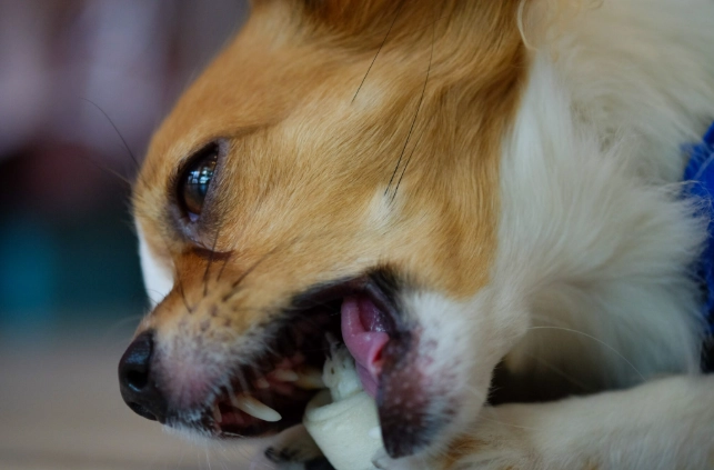 狗咬傷破傷風疫苗