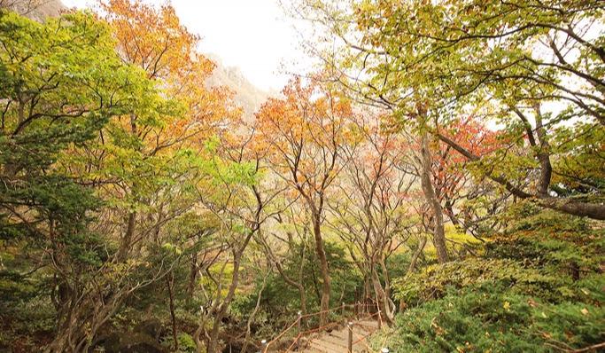 濟州島漢拿山 濟州島漢拿山