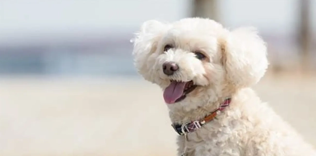 迷你貴賓標準體重