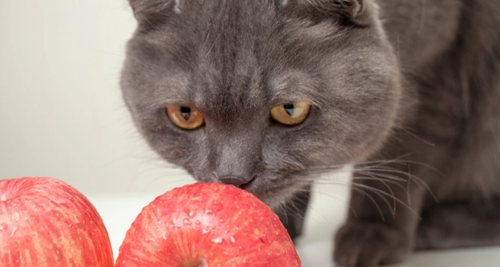 貓可以吃水果嗎