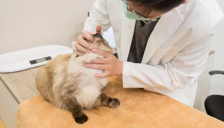 貓神經系統症狀