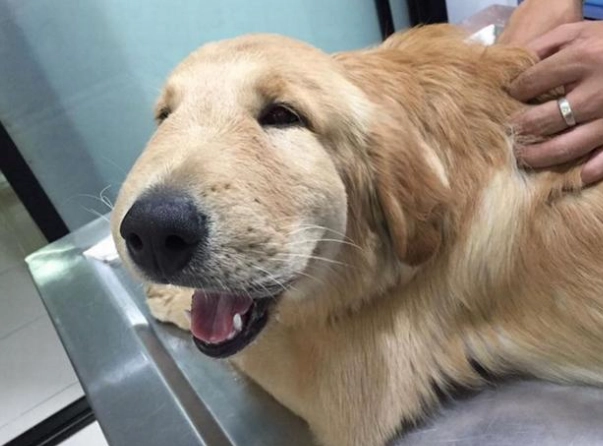 寵物蜜蜂叮咬治療