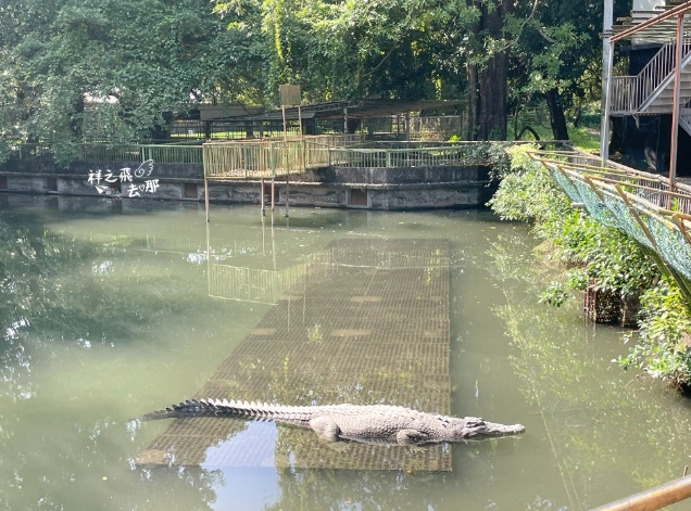 生態農場寵物體驗