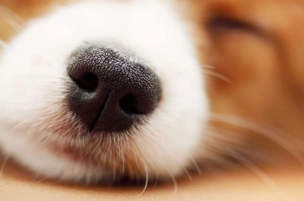 狗狗打呼嚕原因