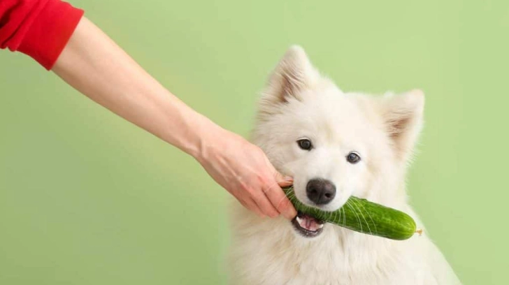 苦瓜對狗的影響 苦瓜對狗的影響