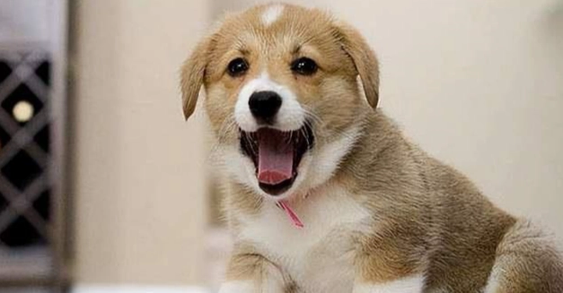 斷奶期小狗飼料