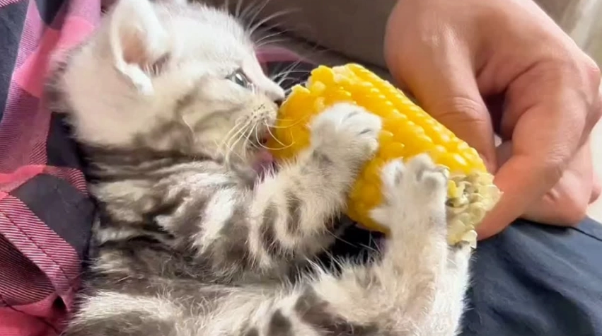 糯米玉米對貓的影響