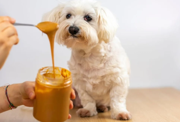 香茅對狗的影響