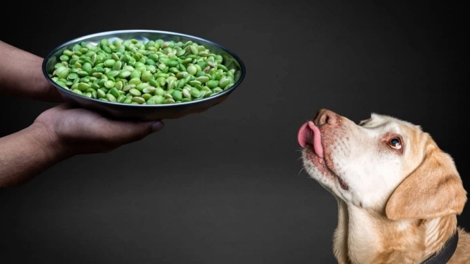 綠豆對狗狗好處