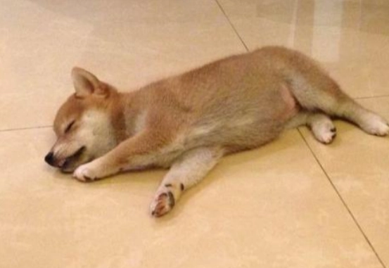 狗四腳朝天睡姿