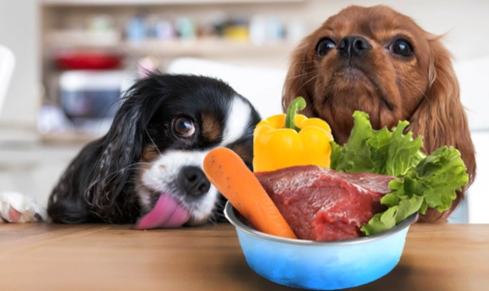 脾臟腫瘤狗狗食物