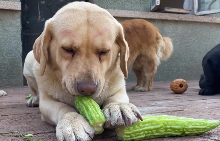 狗狗吃苦瓜安全嗎 狗狗吃苦瓜安全嗎