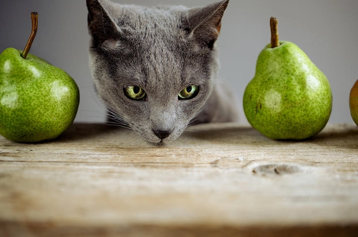 貓吃梨安全嗎
