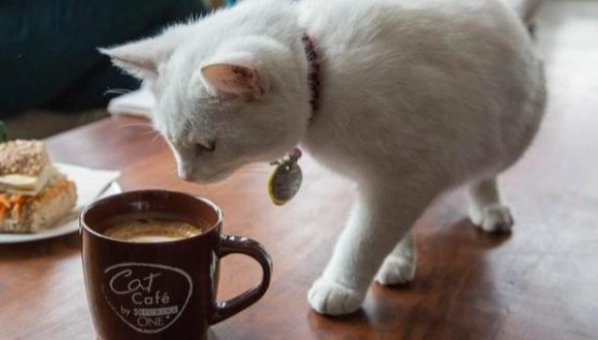 貓咪聞咖啡安全