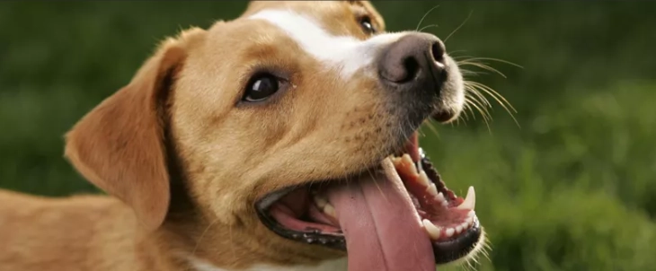 狗狗腸胃炎照護