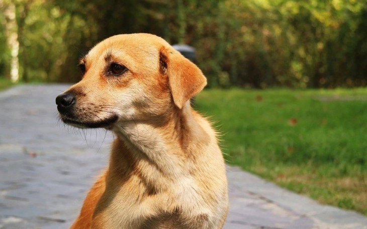 寵物消化道問題