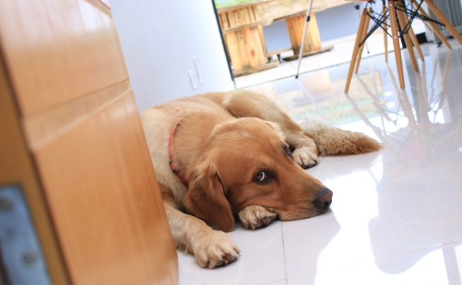 主人離開狗狗哭 主人離開狗狗哭