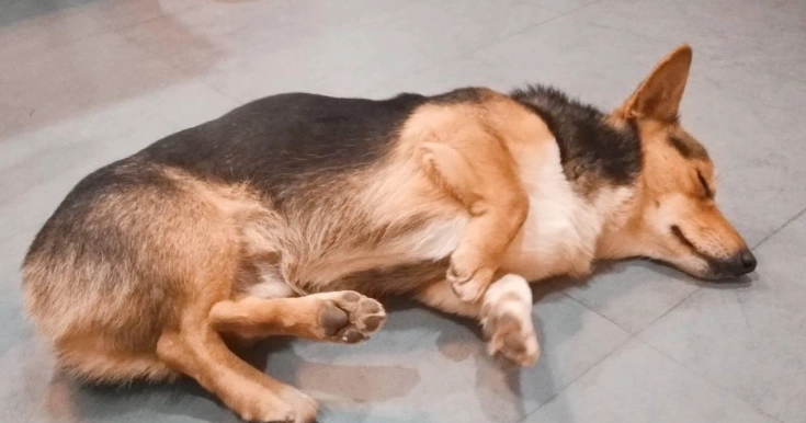 狗四腳朝天睡姿