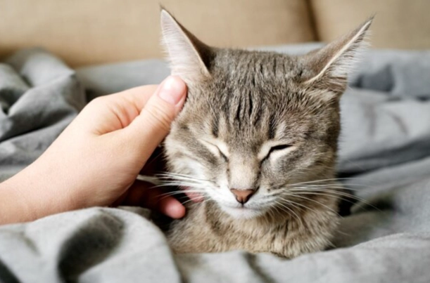 貓蜜蜂叮咬症狀