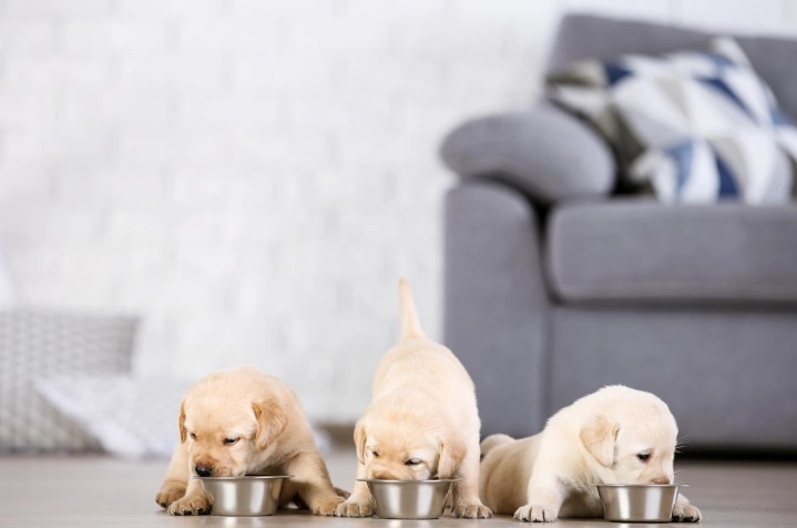 幼犬飼料泡軟方法