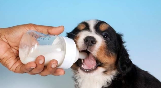 小狗斷奶食物