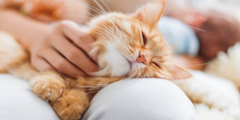 寵物蜜蜂叮咬就醫