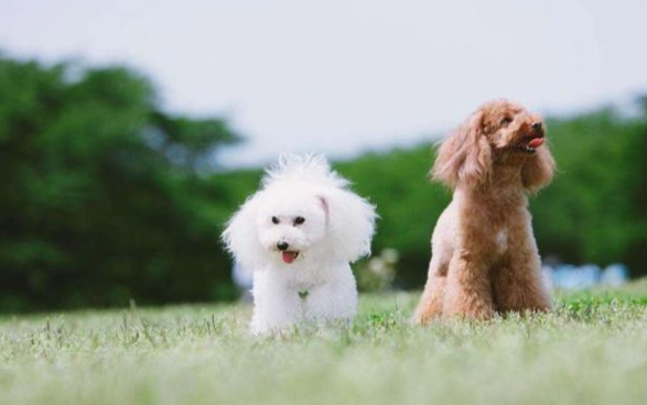 貴賓犬體重管理