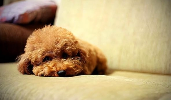 狗狗痛到發抖原因