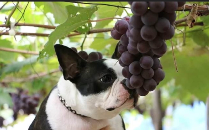 狗吃葡萄