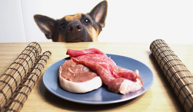 高蛋白貓飼料 高蛋白貓飼料