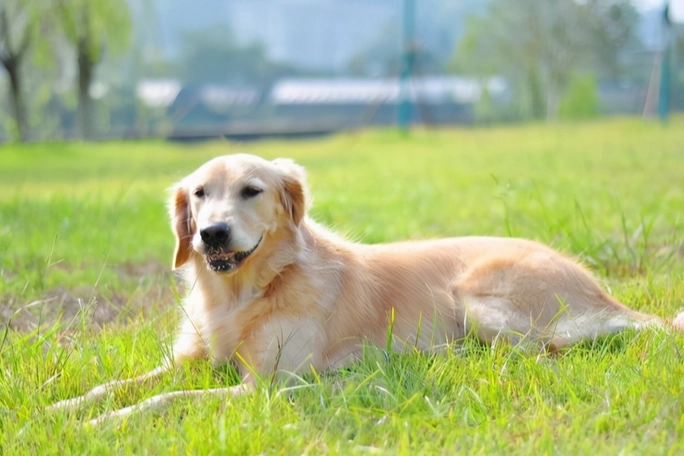 狗大便顏色異常