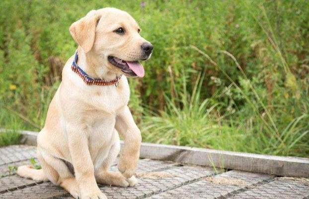 寵物消化道問題