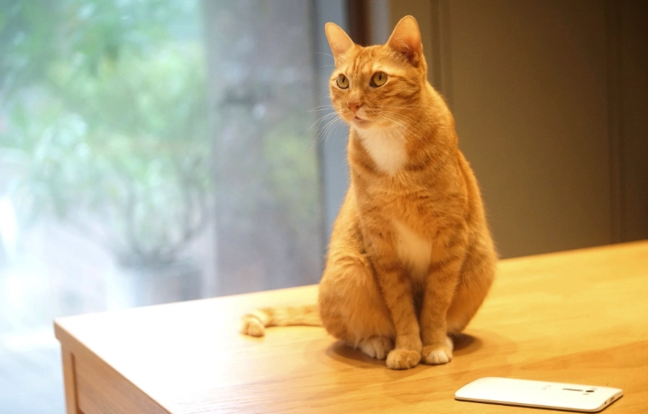 貓咪咖啡因中毒