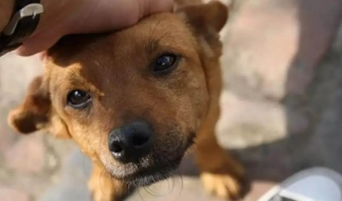 狗被蜜蜂叮處理