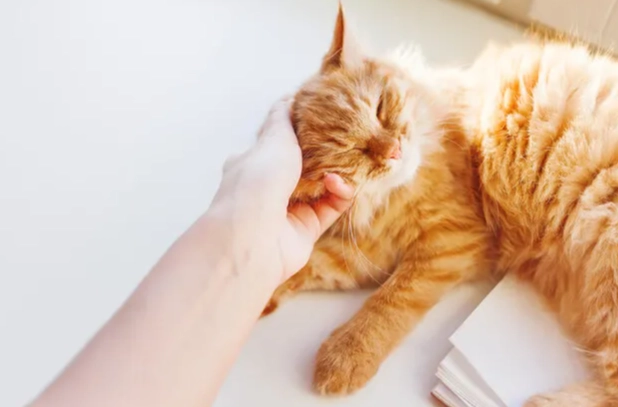 貓蜜蜂叮咬症狀