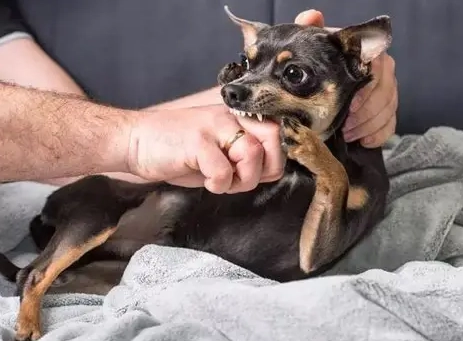 破傷風疫苗時效