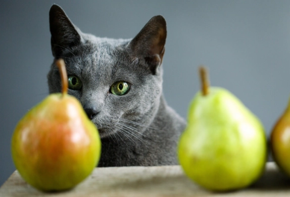 貓吃梨安全嗎