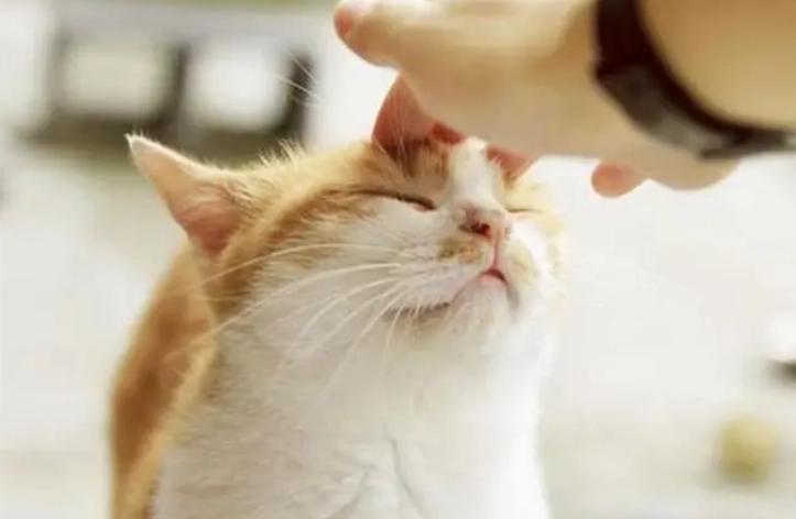 貓蜂叮恢復時間