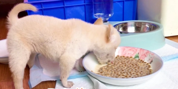 幼犬斷奶飲食