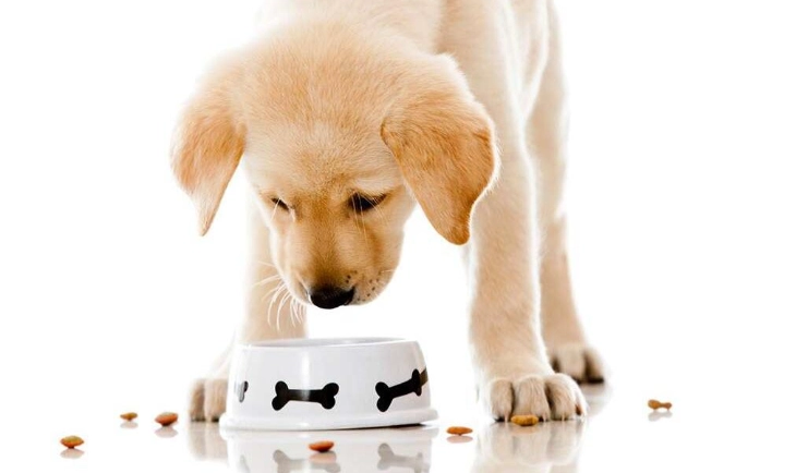 紫米對狗狗的好處