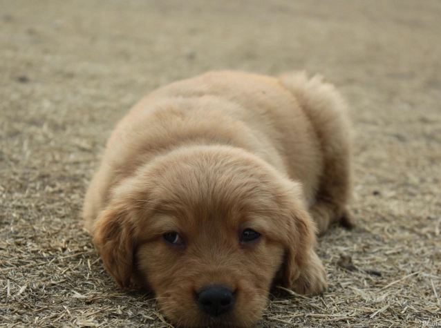 被蜜蜂叮的狗急救