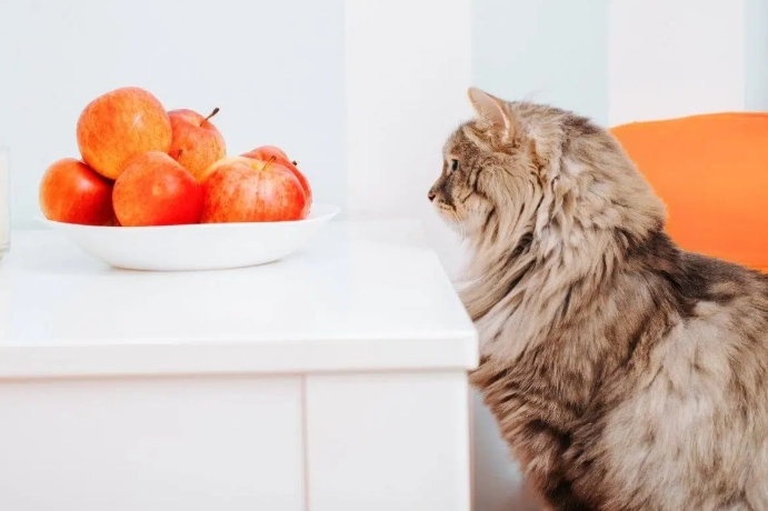 貓吃梨安全嗎