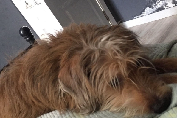 寵物狗睡眠習慣