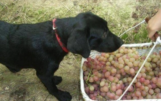 狗誤食葡萄處理