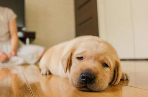 安撫狗狗情緒 安撫狗狗情緒