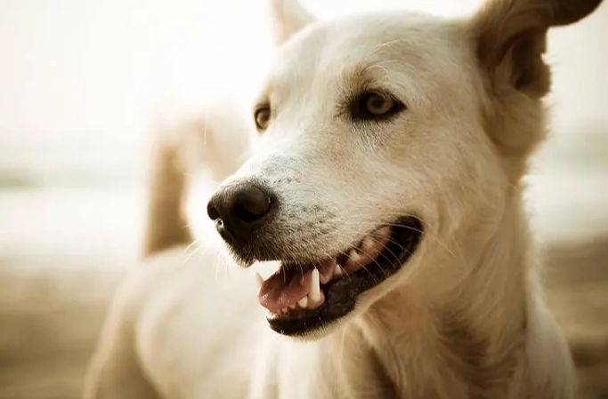 狗狗腸胃炎照護